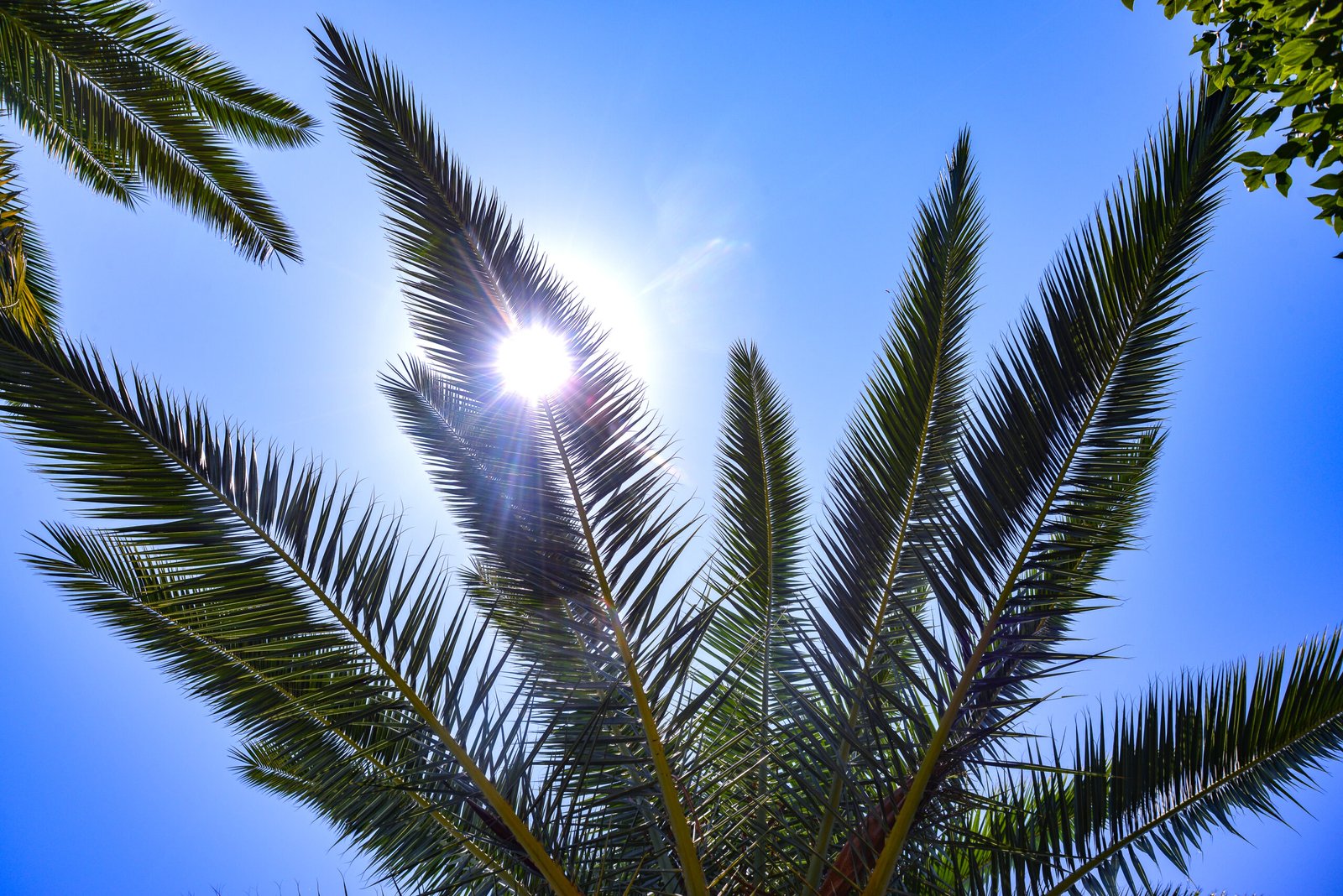 andrikos-studios-paxos-garden-19